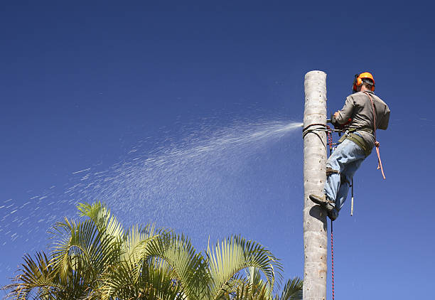 Reliable Napili Honokowai, HI Tree Care Solutions