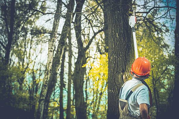 How Our Tree Care Process Works  in  Napili Honokowai, HI
